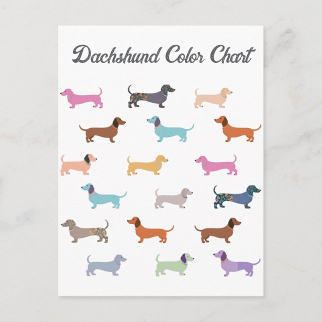 Dachshund Sausage Dog Colour Chart Funny Postcard (Front)
