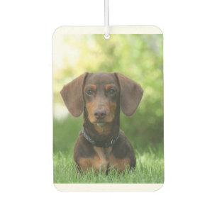 Dachshund Sitting in Grass Car Air Freshener