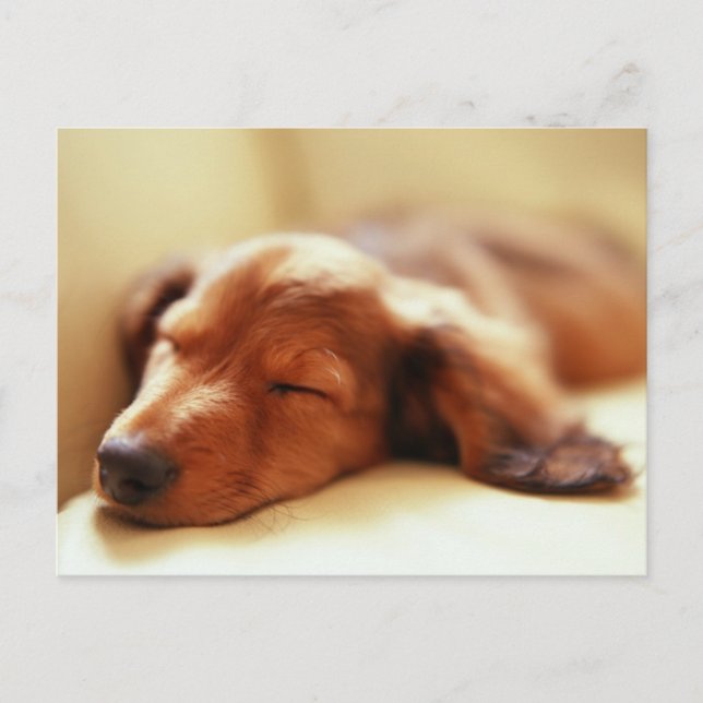 Dachshund sleeping postcard (Front)