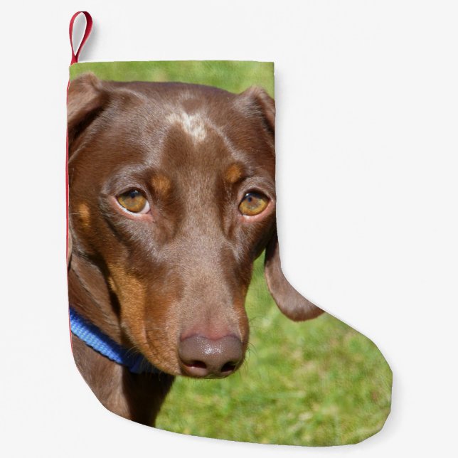 Dachshund Small Christmas Stocking (Front)