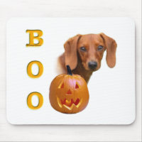 Dachshund (smooth) Boo