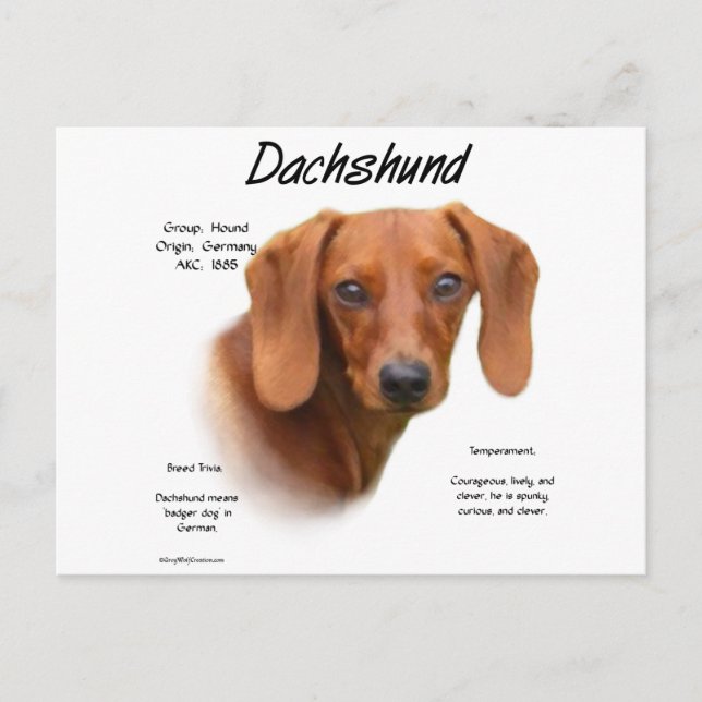 Dachshund (smooth) History Design Postcard (Front)