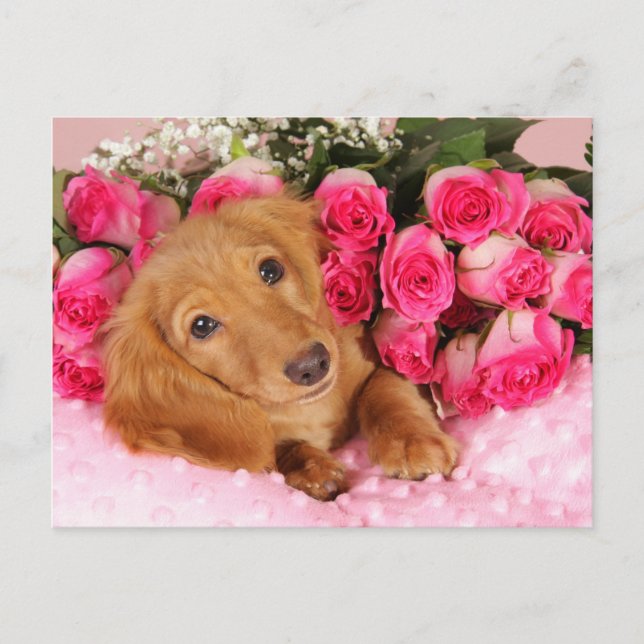Dachshund Valentine Holiday Postcard (Front)