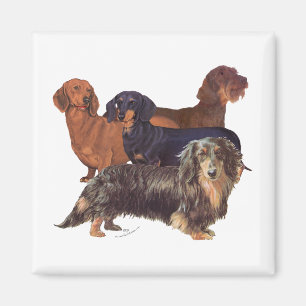 Dachshund Varieties Magnet