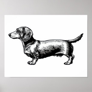 Dachshund Vintage Engraving Illustration Poster