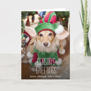 Dachshund wearing santa elf costume holiday card