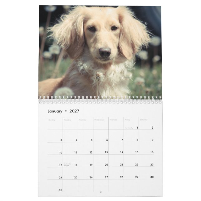 Dachshunds 2015 calendar (Jan 2027)