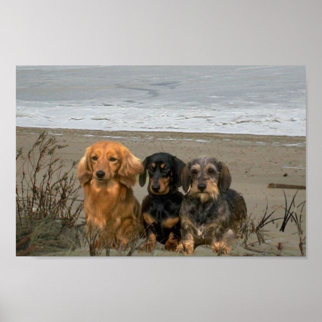 Dachshunds Closeup Beach Poster (Front)