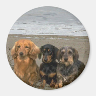 Dachshunds Magnet On The Beach