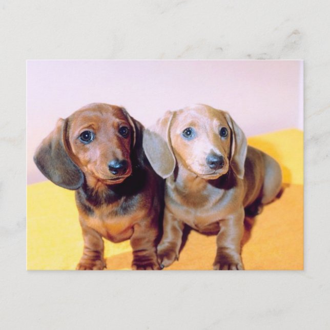 Dachsund Puppies Postcard (Front)