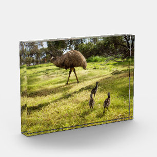 Daddy Emu With Three Chicks, Photo Block