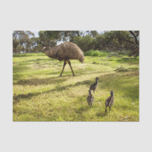 Daddy Emu With Three Chicks, Tissue Paper