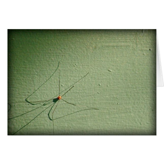 Daddy Long Legs (Front Horizontal)