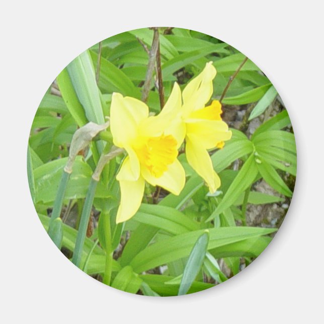 Daffidils! Magnet (Front)