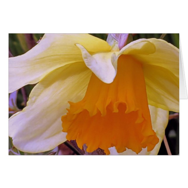 Daffodil (Front Horizontal)
