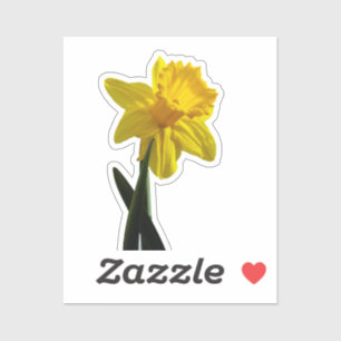 Daffodil 