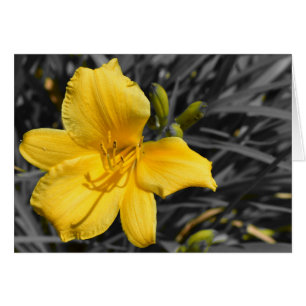 Daffodil
