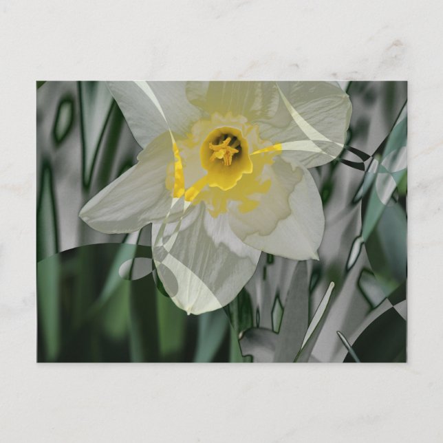 Daffodil 2015 postcard (Front)