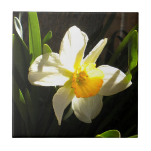 Daffodil at Daybreak Tile