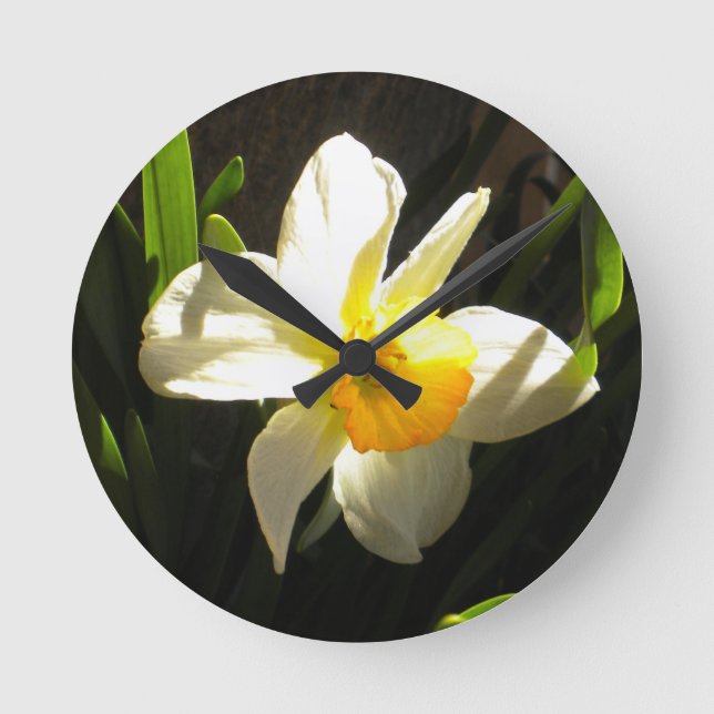 Daffodil At Daybreak Wall Clock (Front)