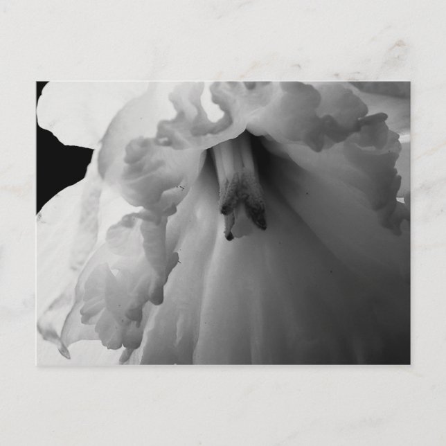 Daffodil Black and White Photography Postcard (Front)