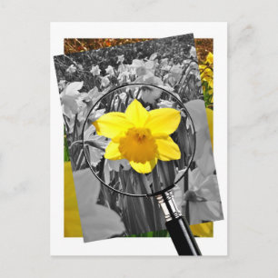 Daffodil - Blaise Castle Postcard