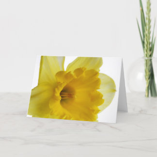 Daffodil blank grecard card