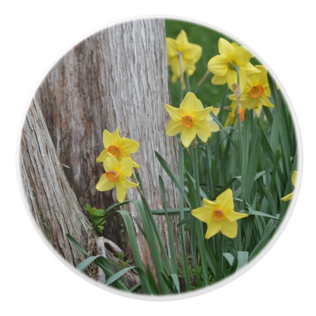 Daffodil Ceramic Knob (Front)