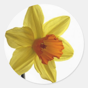 daffodil classic round sticker