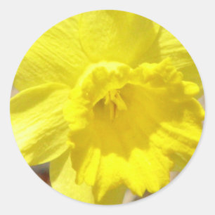 Daffodil Classic Sticker