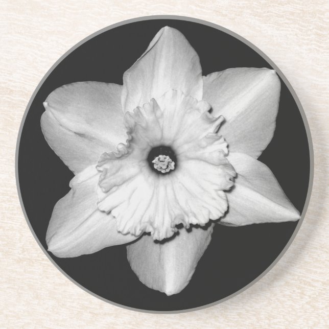Daffodil Close-up (B&W) Coaster (Front)