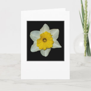 Daffodil Close-up Blank Greeting Card