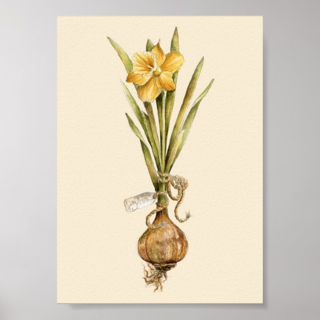 Daffodil Daydream - Poster (Front)