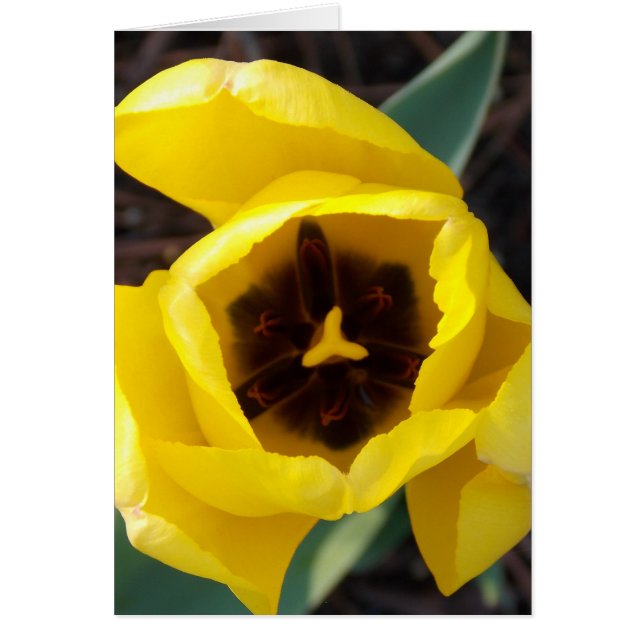 Daffodil Daze (Front)