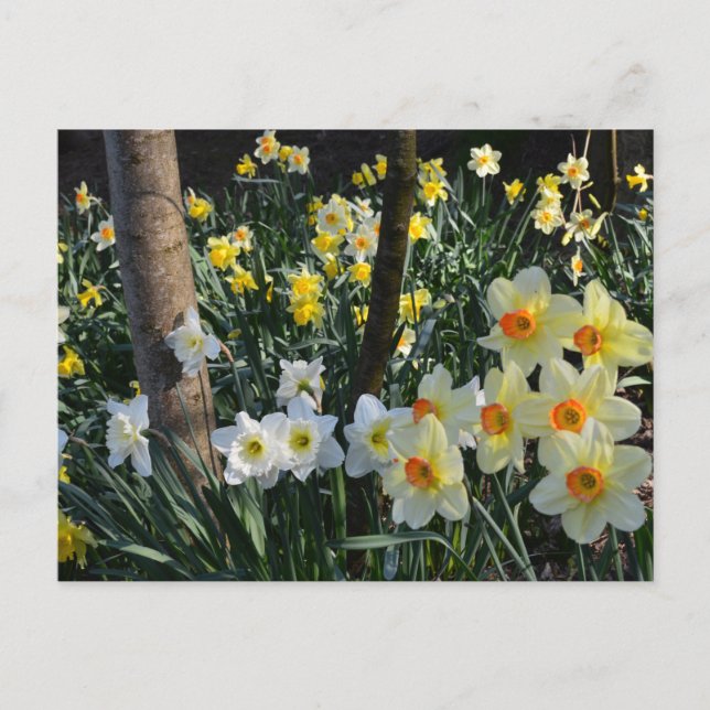 Daffodil Dell: Cheshire, England Postcard (Front)