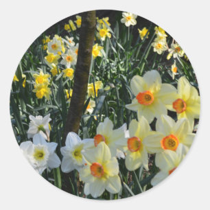 Daffodil Dell: Cheshire, England Postcard Classic Round Sticker