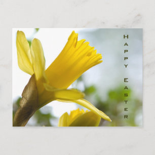 Daffodil ・ Easter Postcard