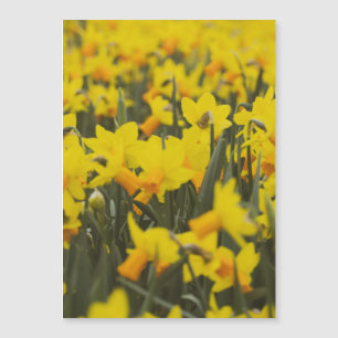 Daffodil Field Postcard Magnet
