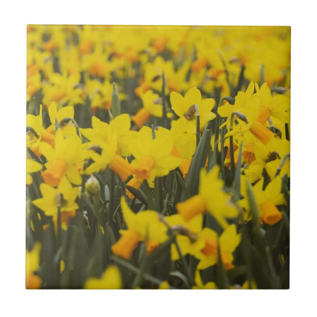 Daffodil Field Tile (Front)