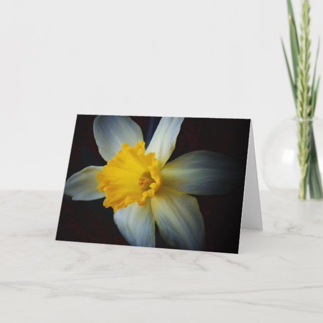 Daffodil Flower in the Light Note Card (Front)