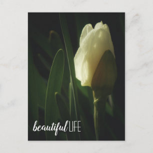 Daffodil Flower Photograph Beautiful Life Phrase Postcard