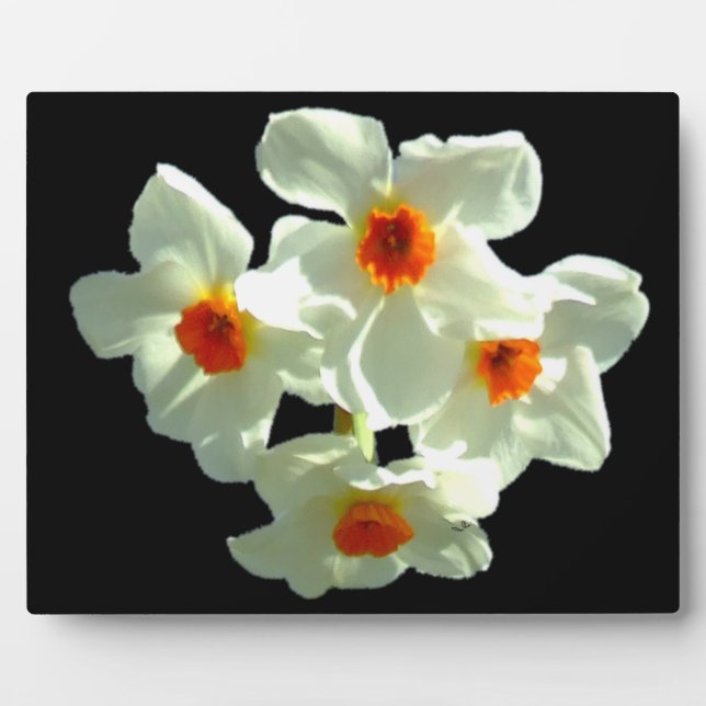 Daffodil Flowers on Gift Products Plaque (Front)