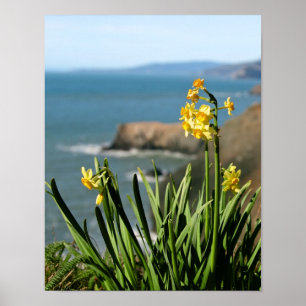 Daffodil Flowers on Pacific Coast, portrait 1 of 2 Poster