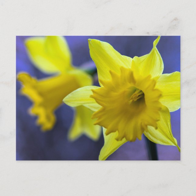 Daffodil flowers postcard (Front)