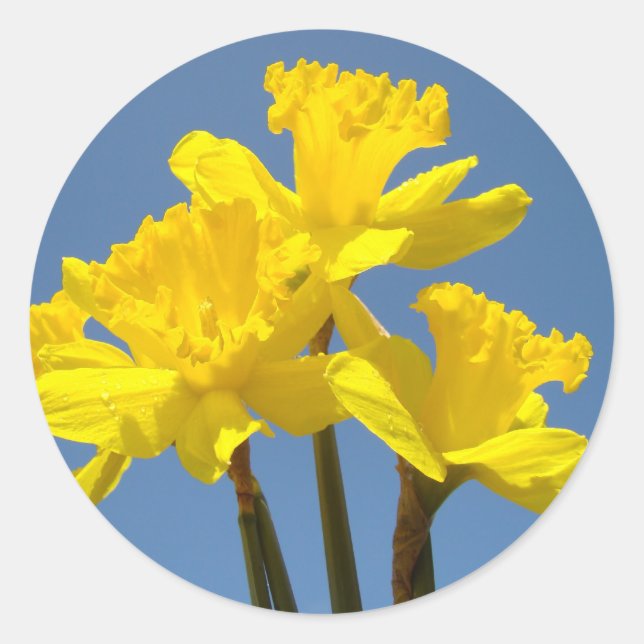 Daffodil Flowers stickers Yellow Spring Daffodil (Front)