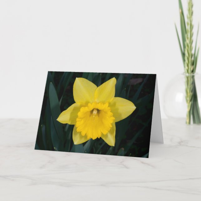 Daffodil greeting card (Front)