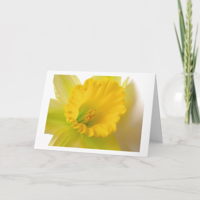 Daffodil Greetings Card (Front)