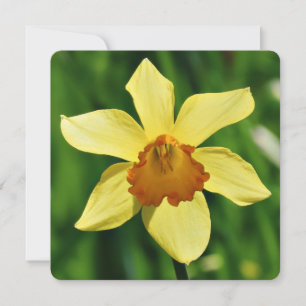 Daffodil Greetings Card