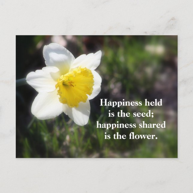 Daffodil Happiness Photography & Quote Postcard (Front)