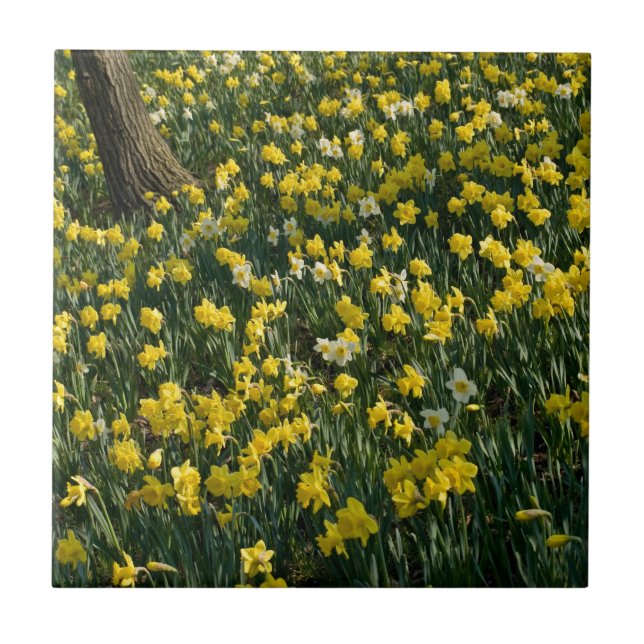 Daffodil Hill - Sunlit Yellow and White Flowers Tile (Front)